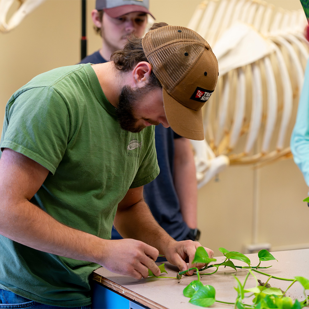A student disecting a plant